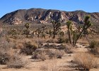 Day 5, JoshuaTree